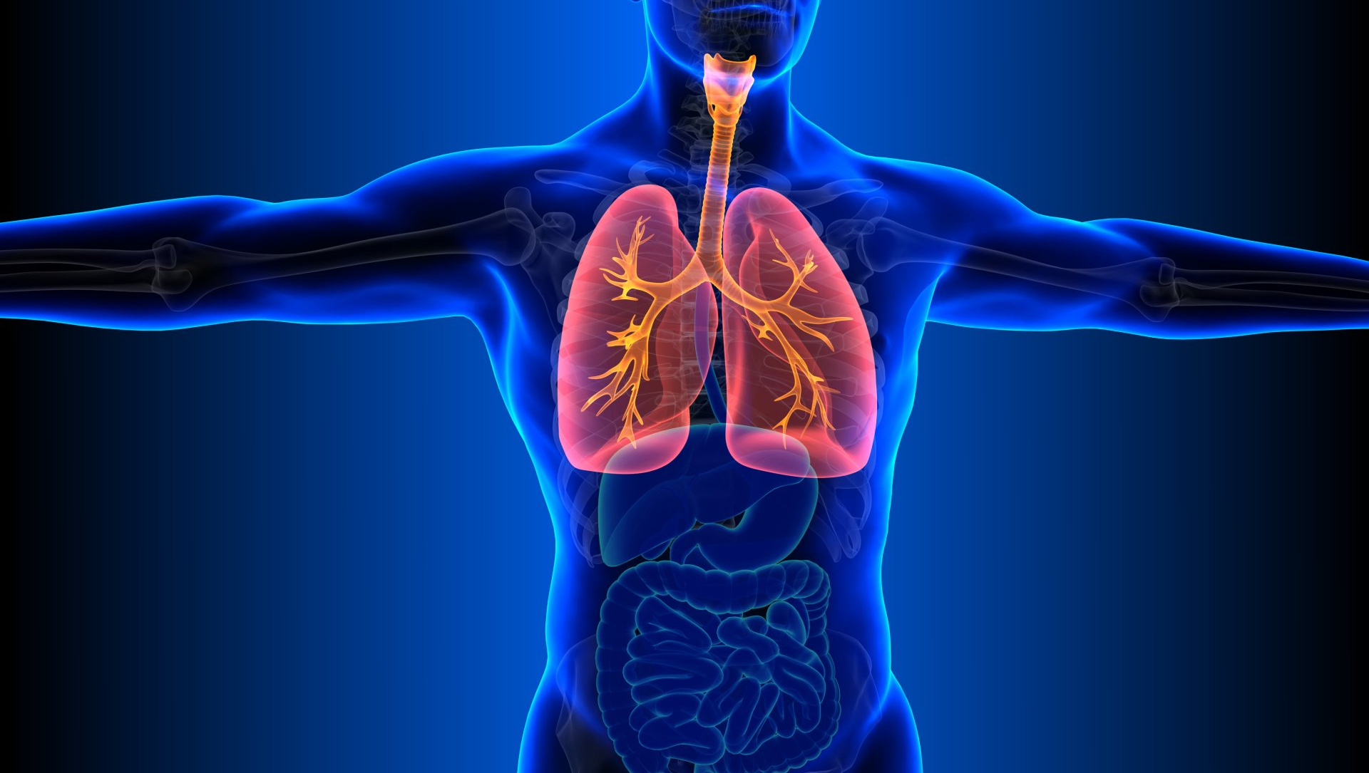 Medical illustration of a human torso with highlighted lungs and airways in orange.