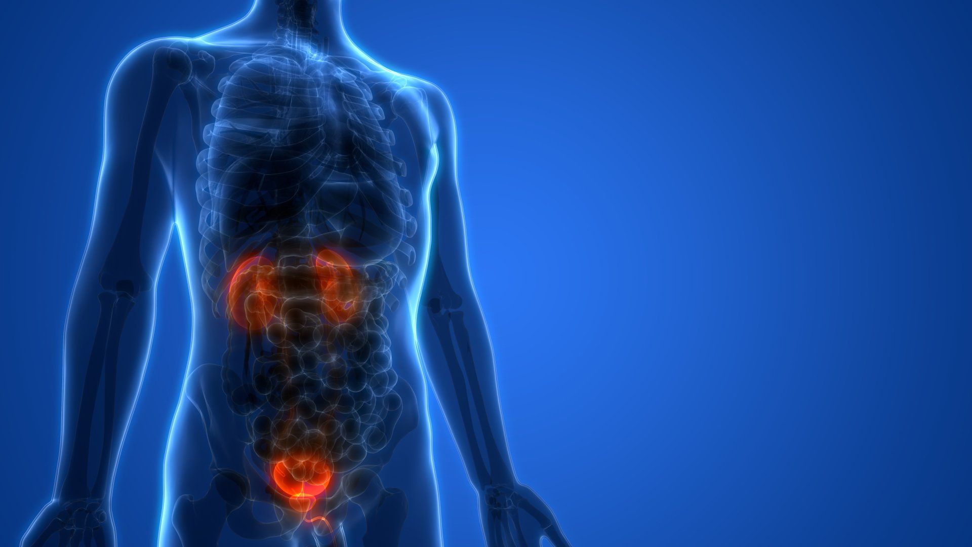 Human body highlighting the urinary system: kidneys, ureters, bladder, in orange, against a blue background.