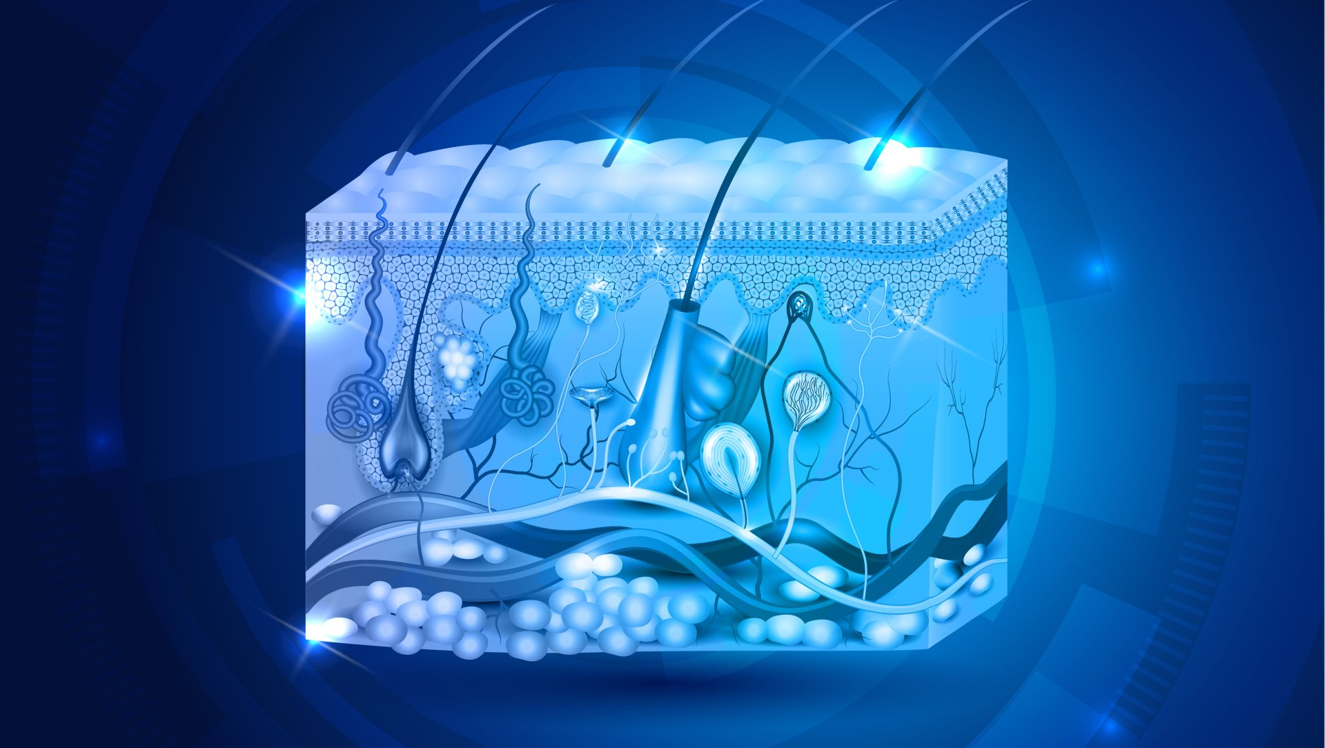Cross-section of skin, blue illustration with hair follicles, blood vessels, and various skin layers.