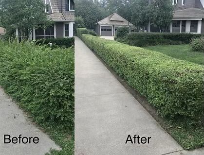 Before-and-after of a neatly trimmed hedge beside a sidewalk in a residential yard.