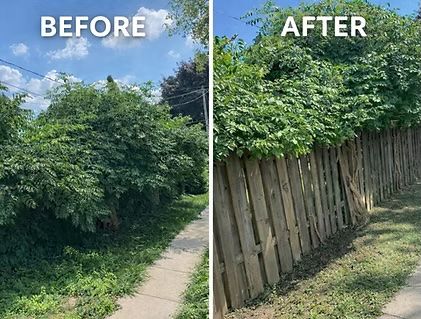 Before-and-after of overgrown bushes trimmed back along a wooden fence beside a sidewalk.