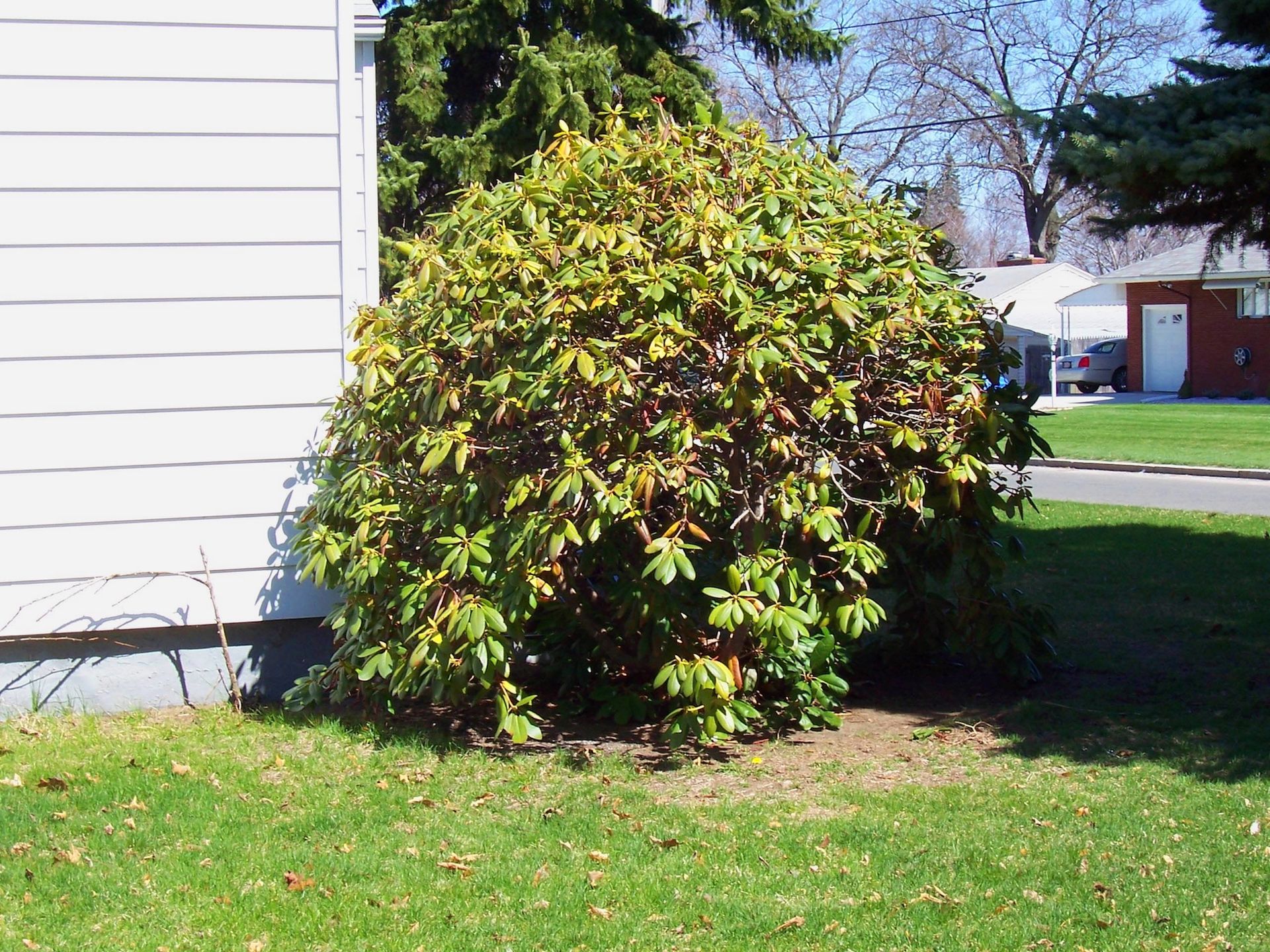 Large green shrub beside a white house, with a sunny lawn and street in the background.
