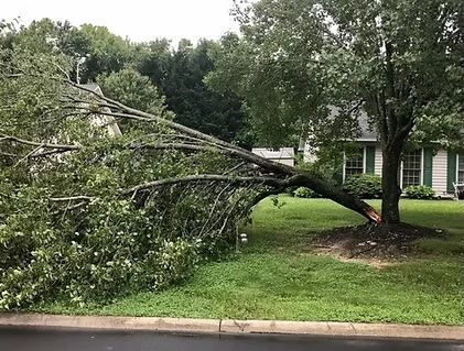 Fallen tree bent over in a suburban yard, its trunk leaning across the grass near a house.