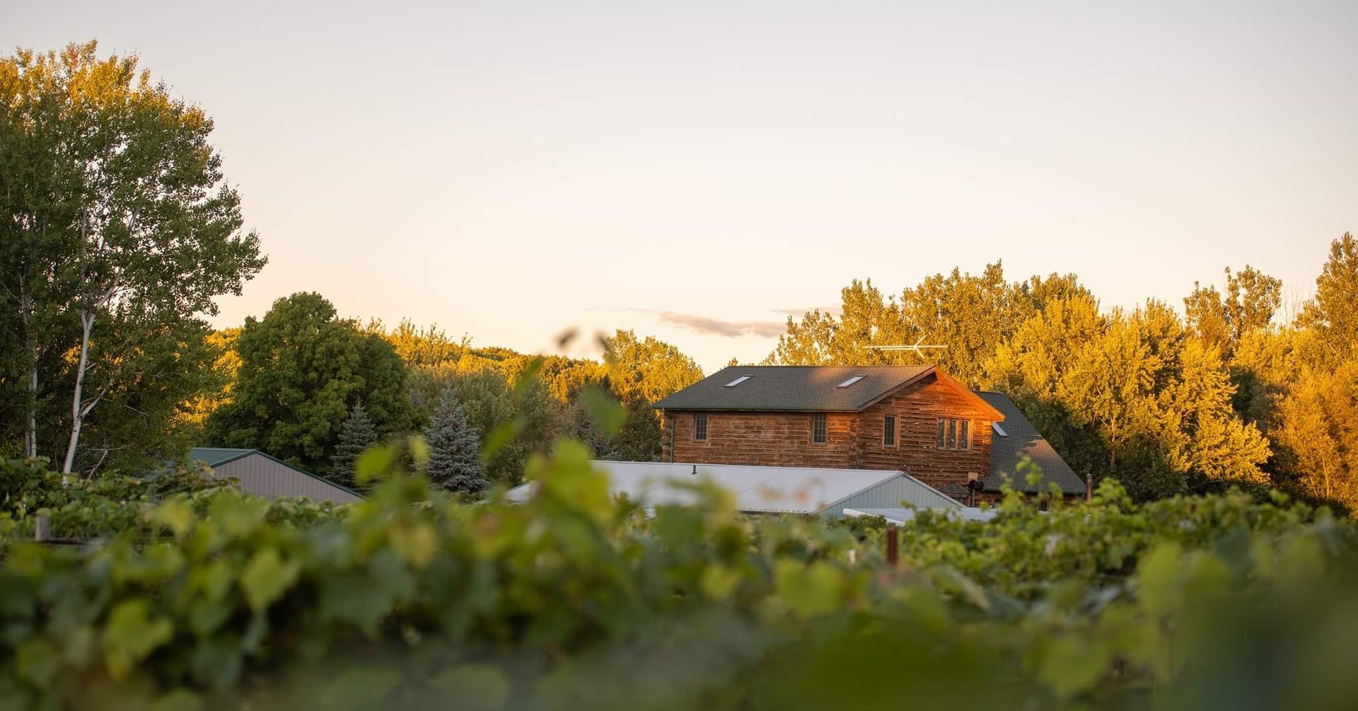 A rustic wooden cabin sits nestled among lush green trees and grapevines during the golden hour of sunset.