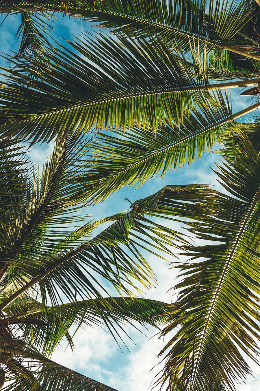 Palm tree fronds against a blue sky, filtered sunlight.