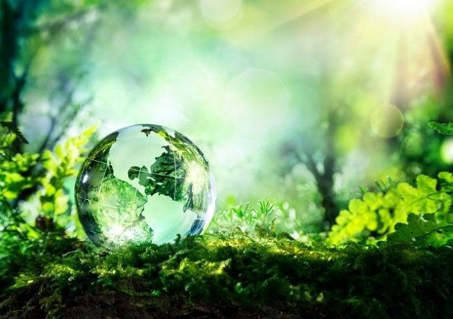 A glass globe is sitting on top of a pile of moss in a forest.