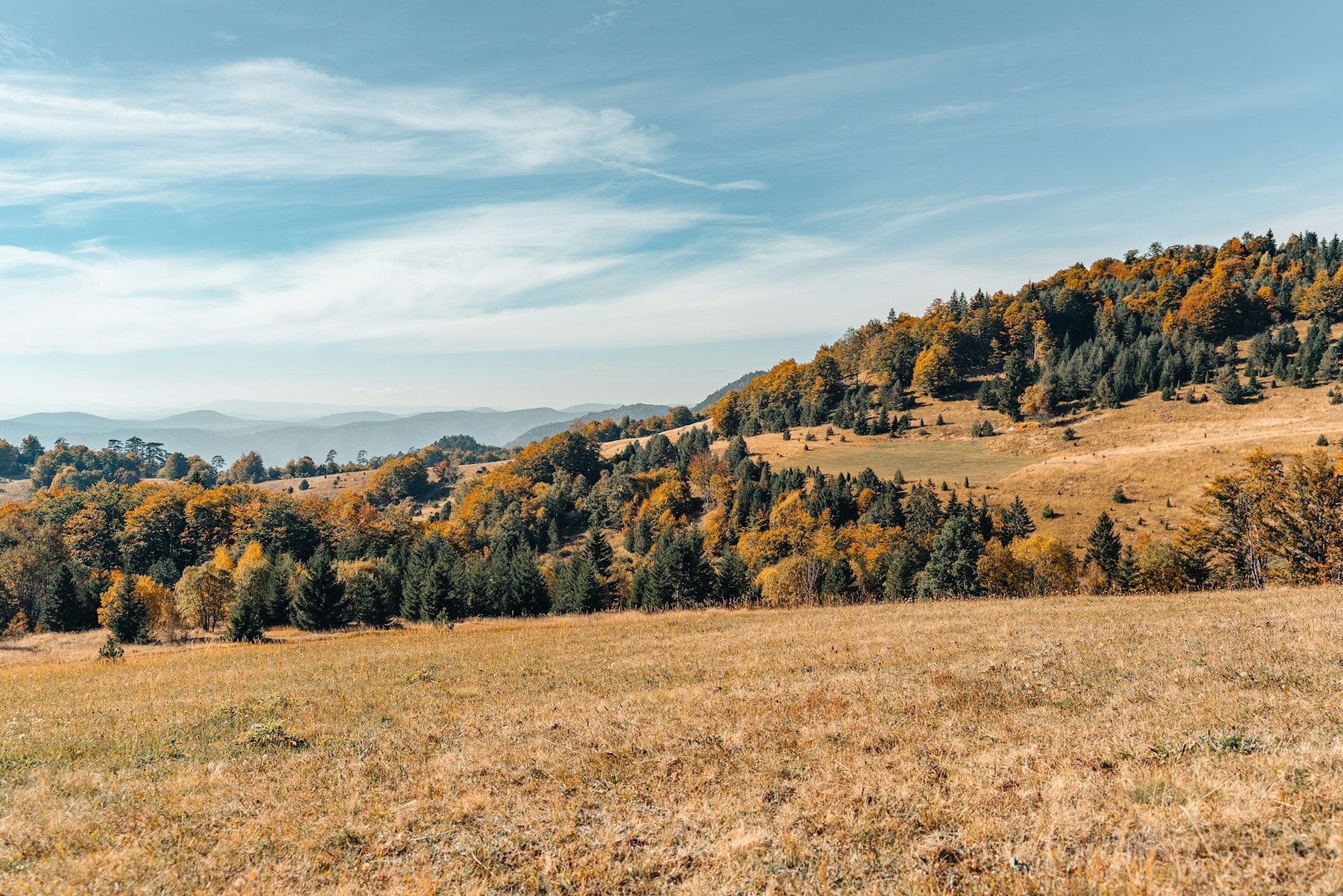 Golden grassy field with autumn trees and rolling hills under a blue sky