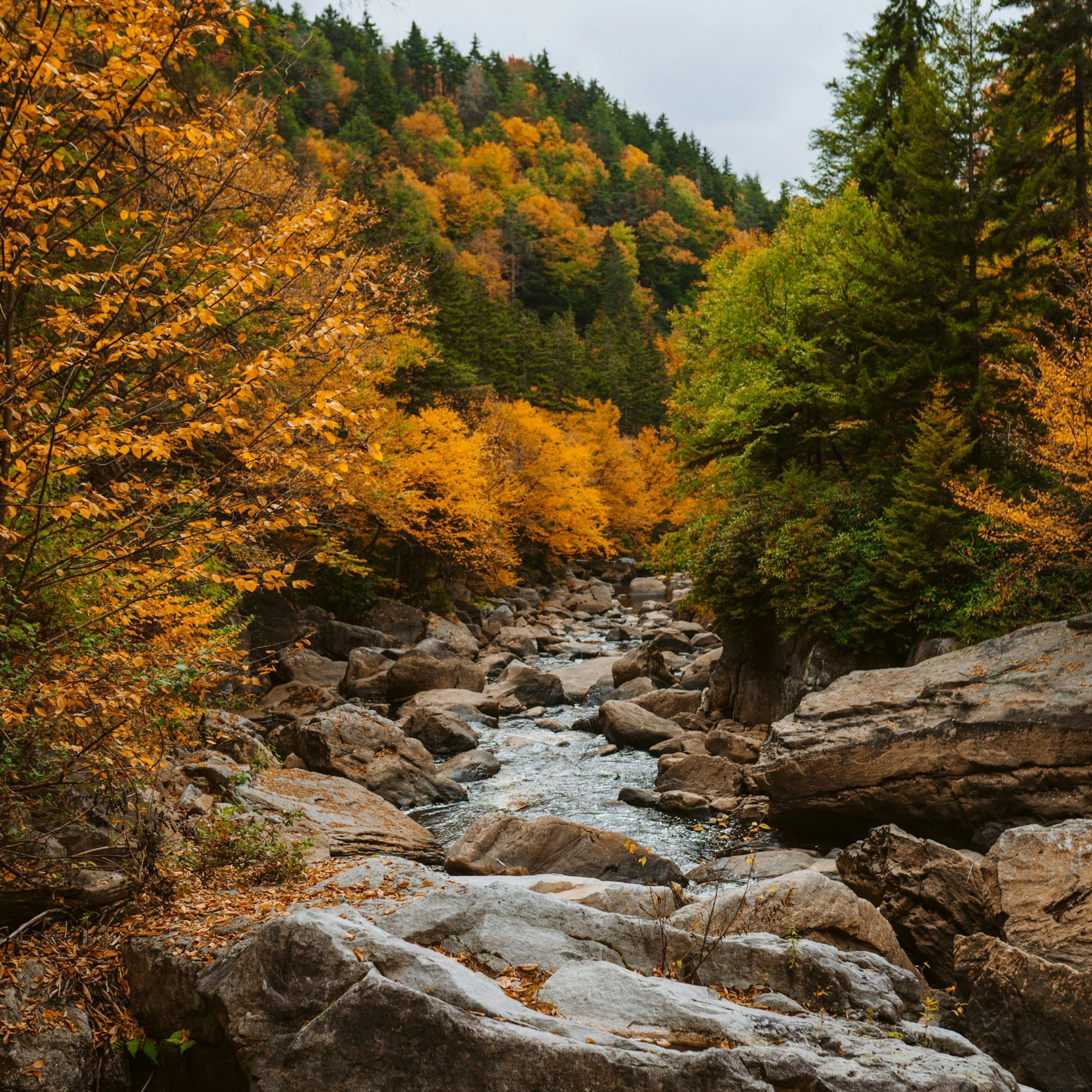 Autumn forest with a rocky stream flowing through orange and green trees