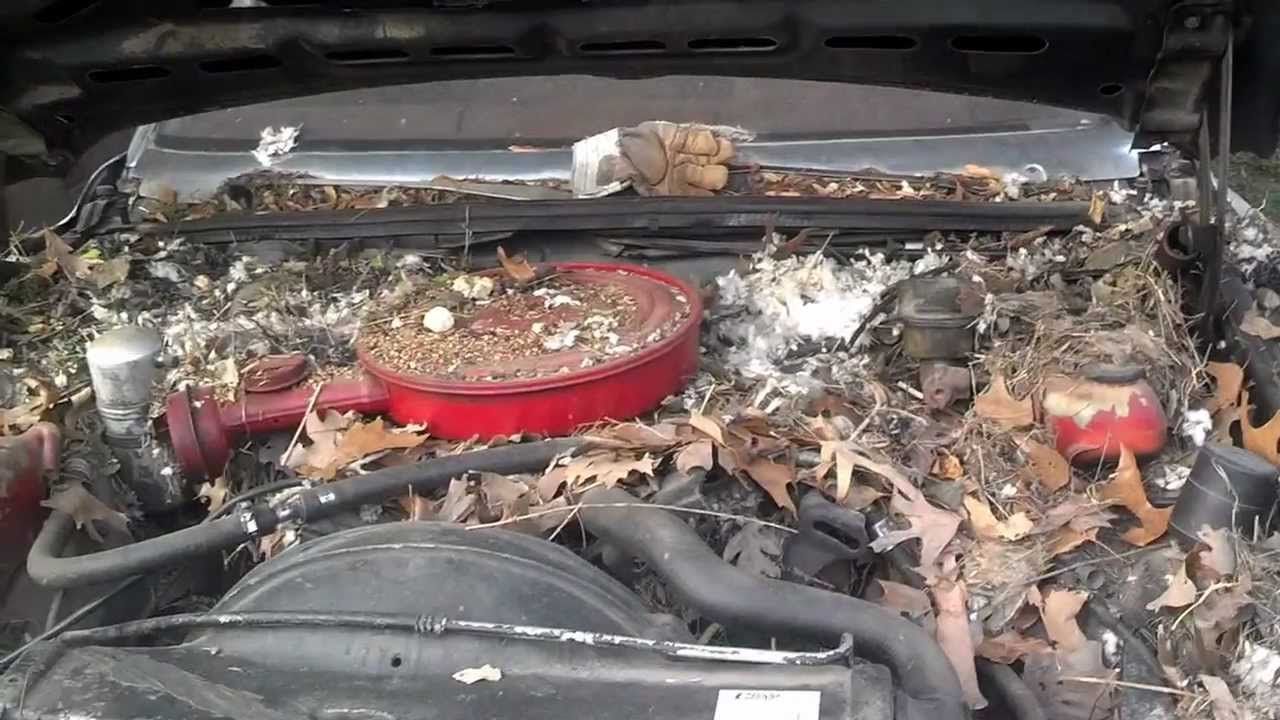 Mouse Damage To Insulation