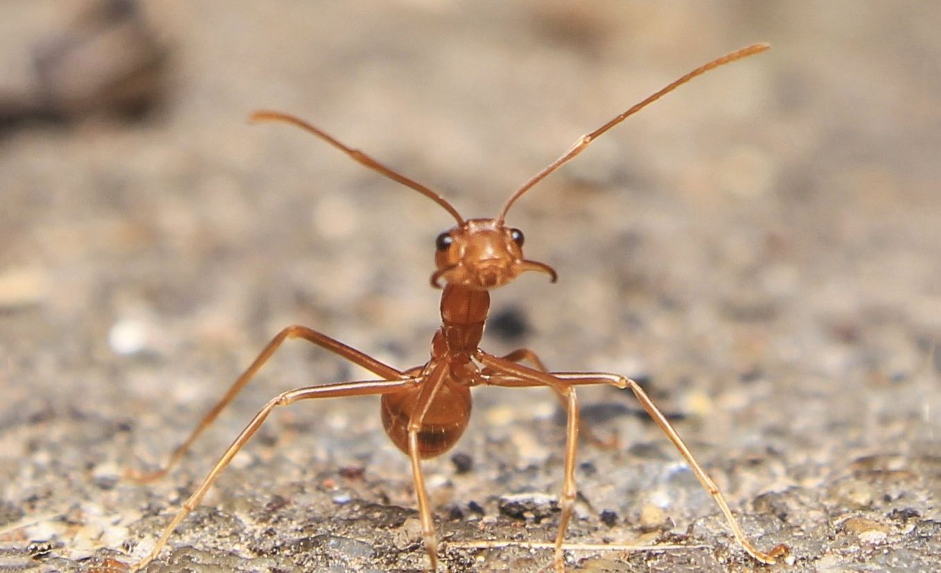Professional Ant Control