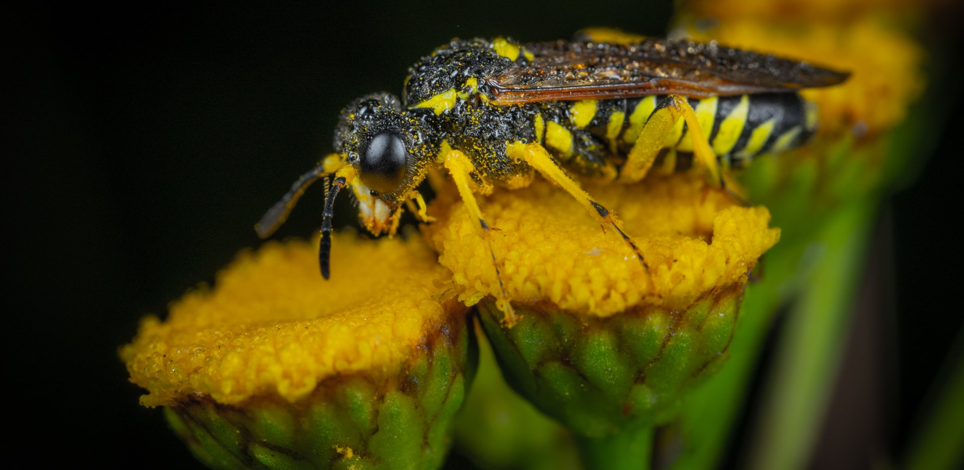 Wasp Removal and Control
