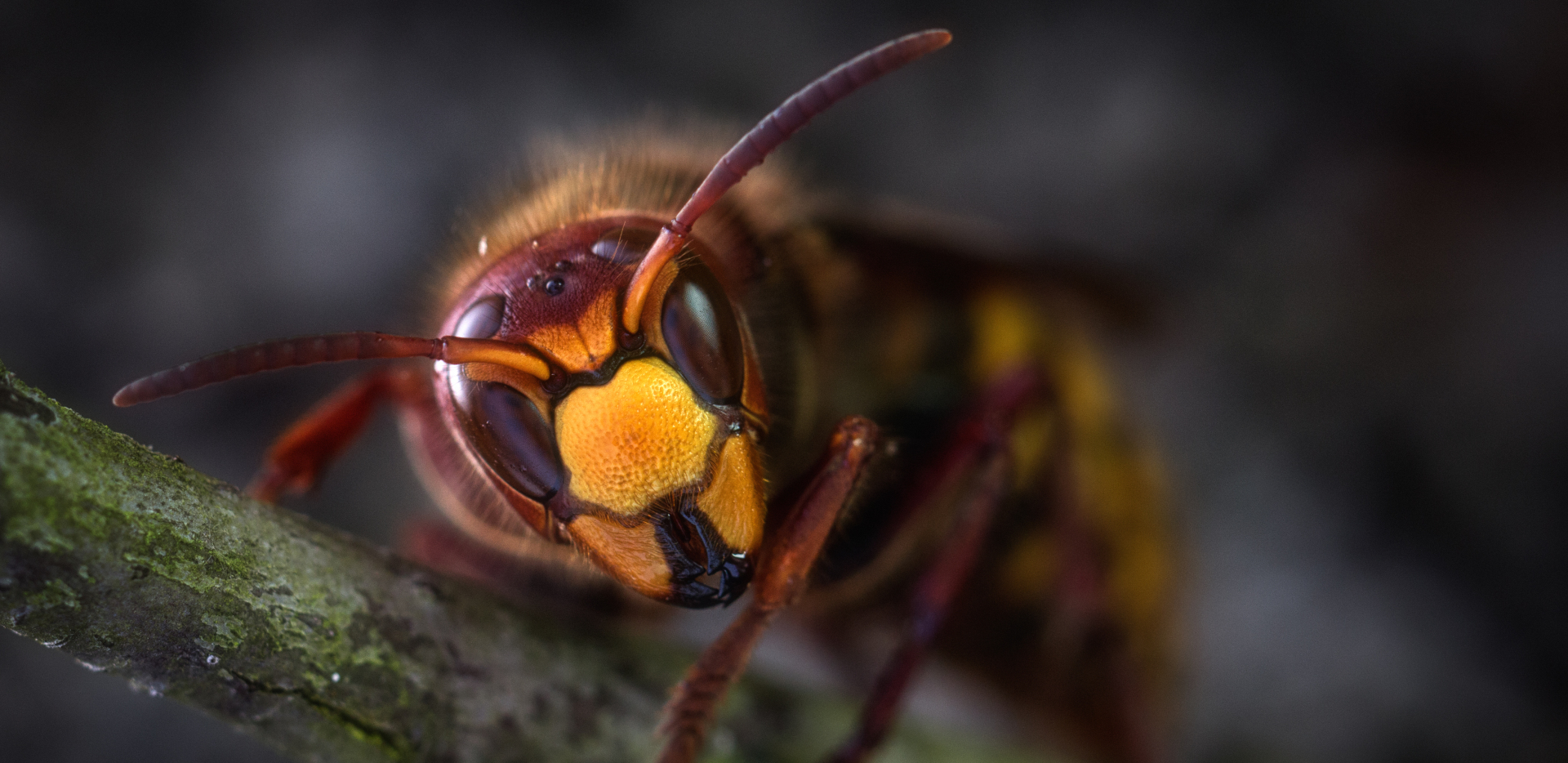 Wasp Pest Control