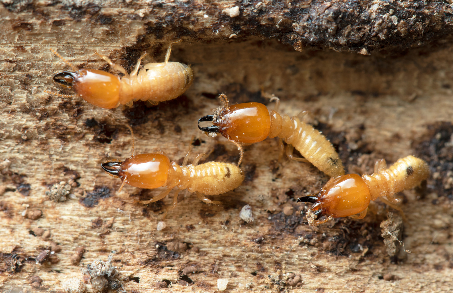 Termite Control