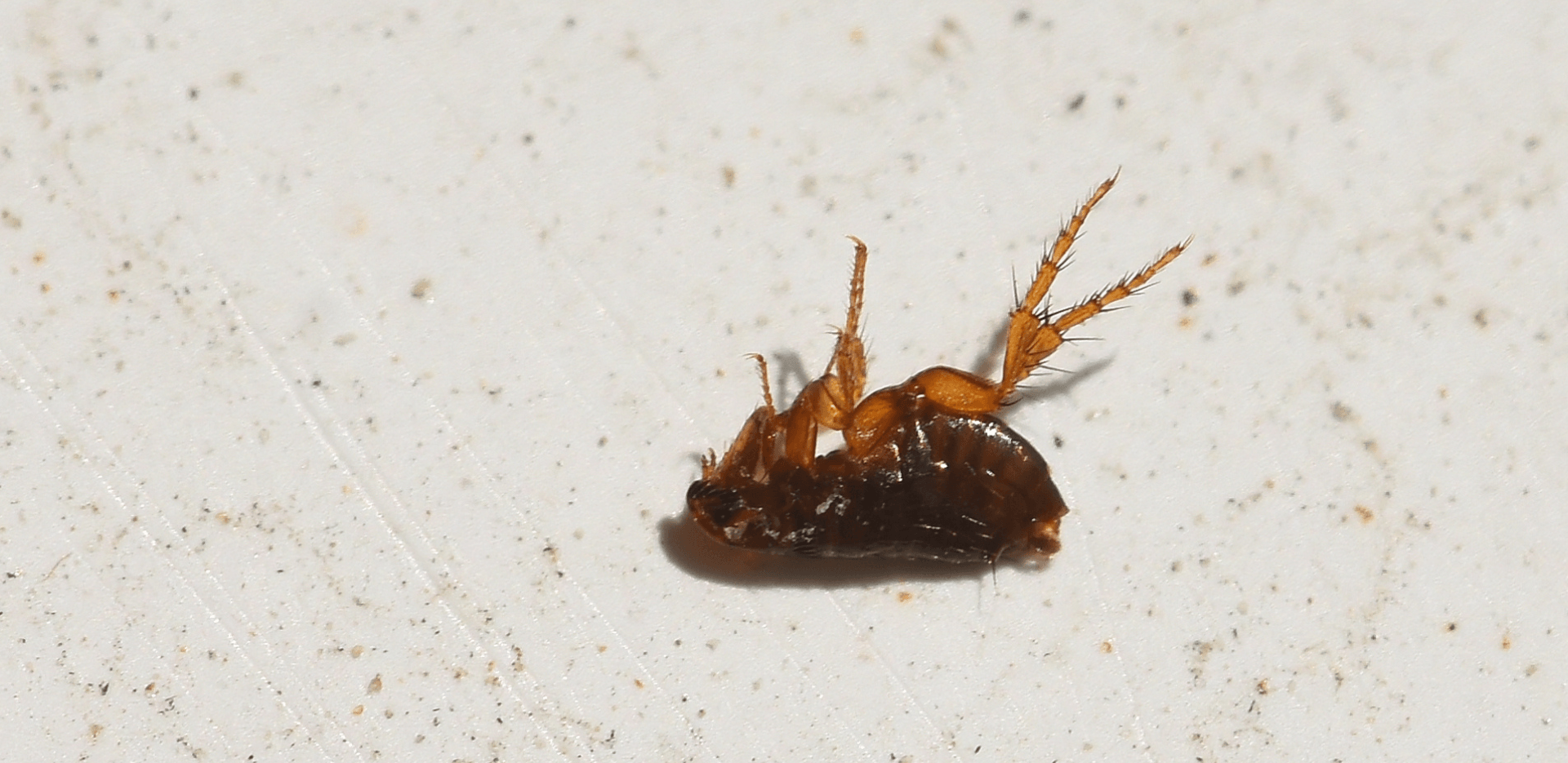 Flea Pest Control