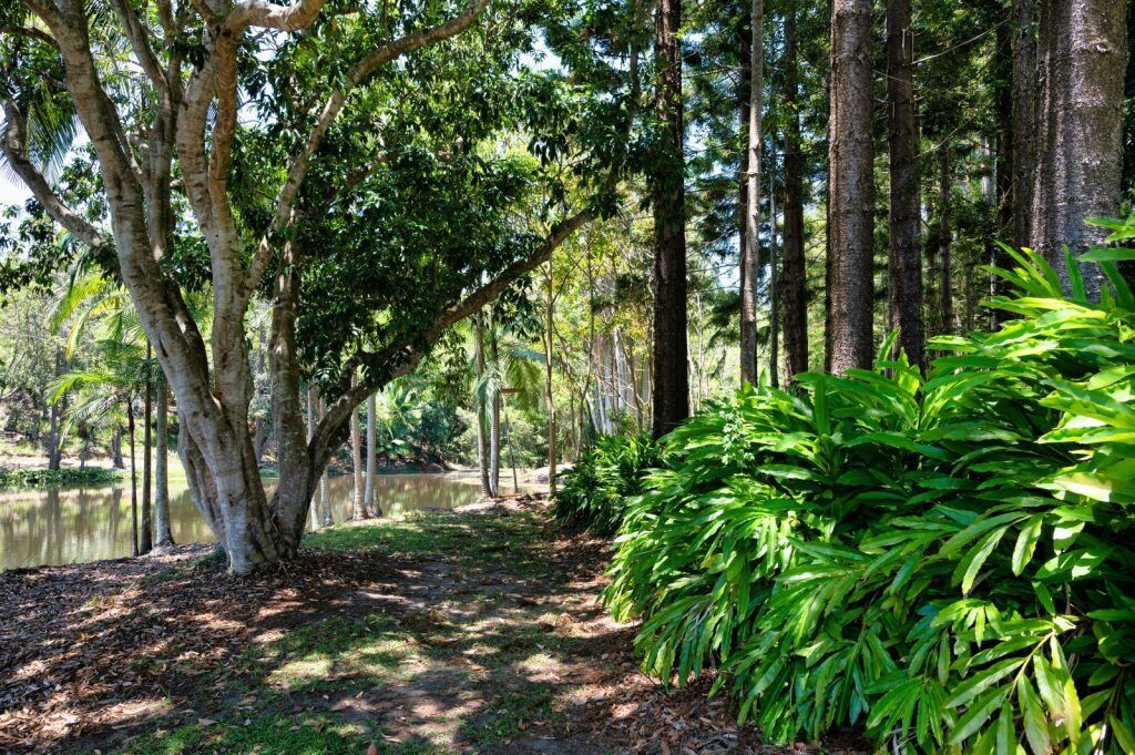 A Forest With Lush Green Foliage and Tall Trees — Adaptive Care Pty Ltd In Sunshine, VIC