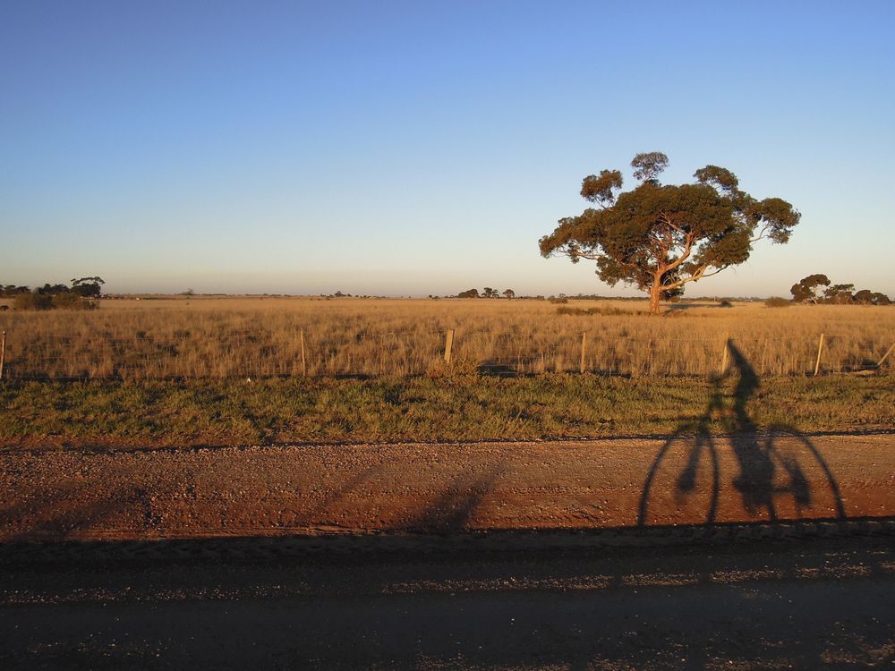 A Lone Tree Stands in a Field — Adaptive Care Pty Ltd In Melton, VIC
