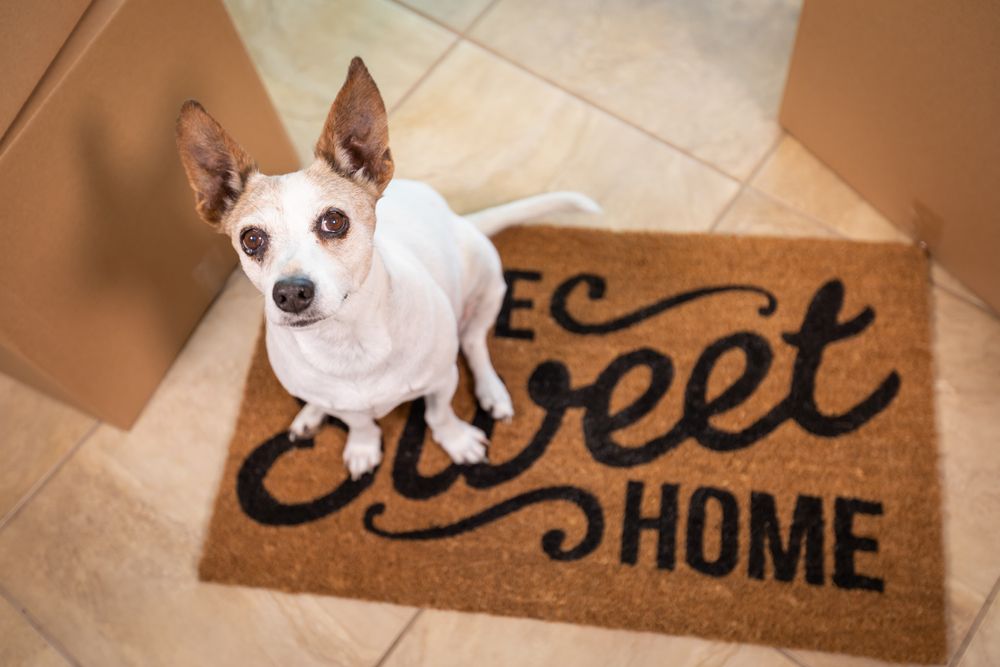 Dog Sitting on Mat ©Andy Dean Photography