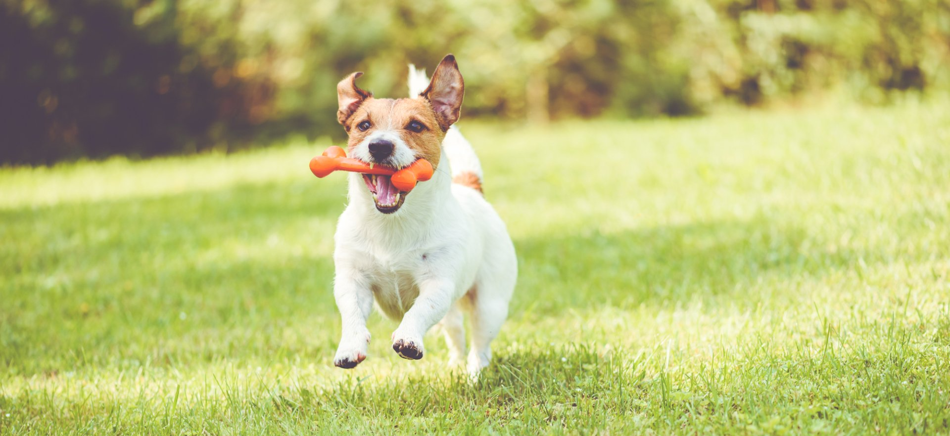 A dog playing in the backyard of a pet-friendly homes for rent near Birmingham
