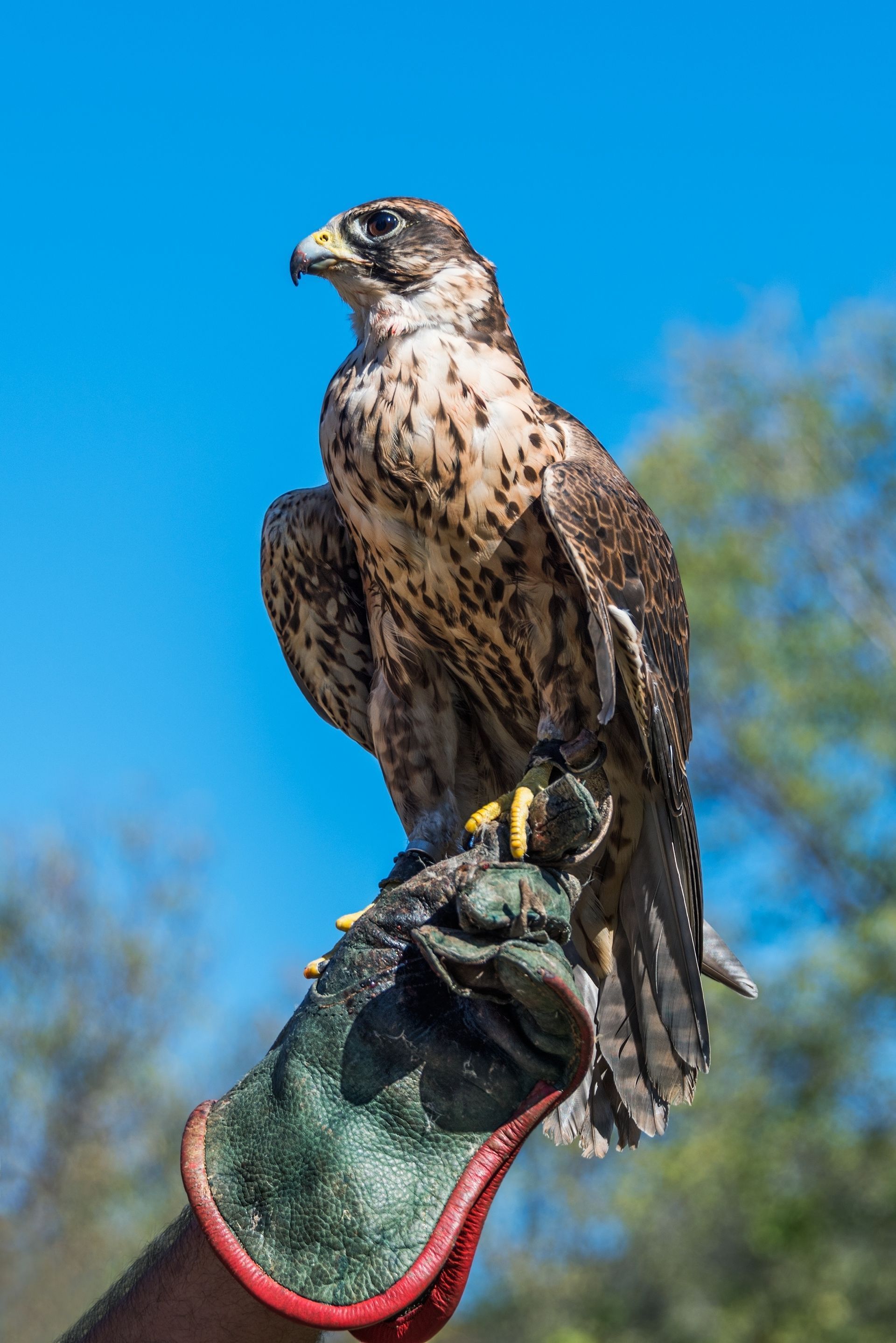 glove-trained raptors at Alabama wildlife center