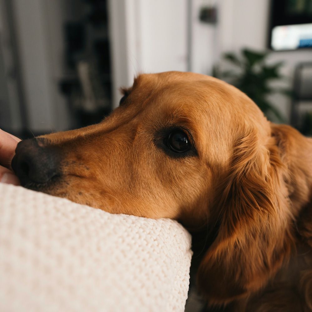 Brown dog resting its head on a cushion indoors, looking calmly to the side