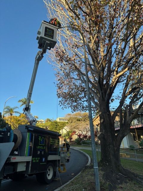 Truck with a lifted boom holding a worker near a tree. Clear blue sky in the background.