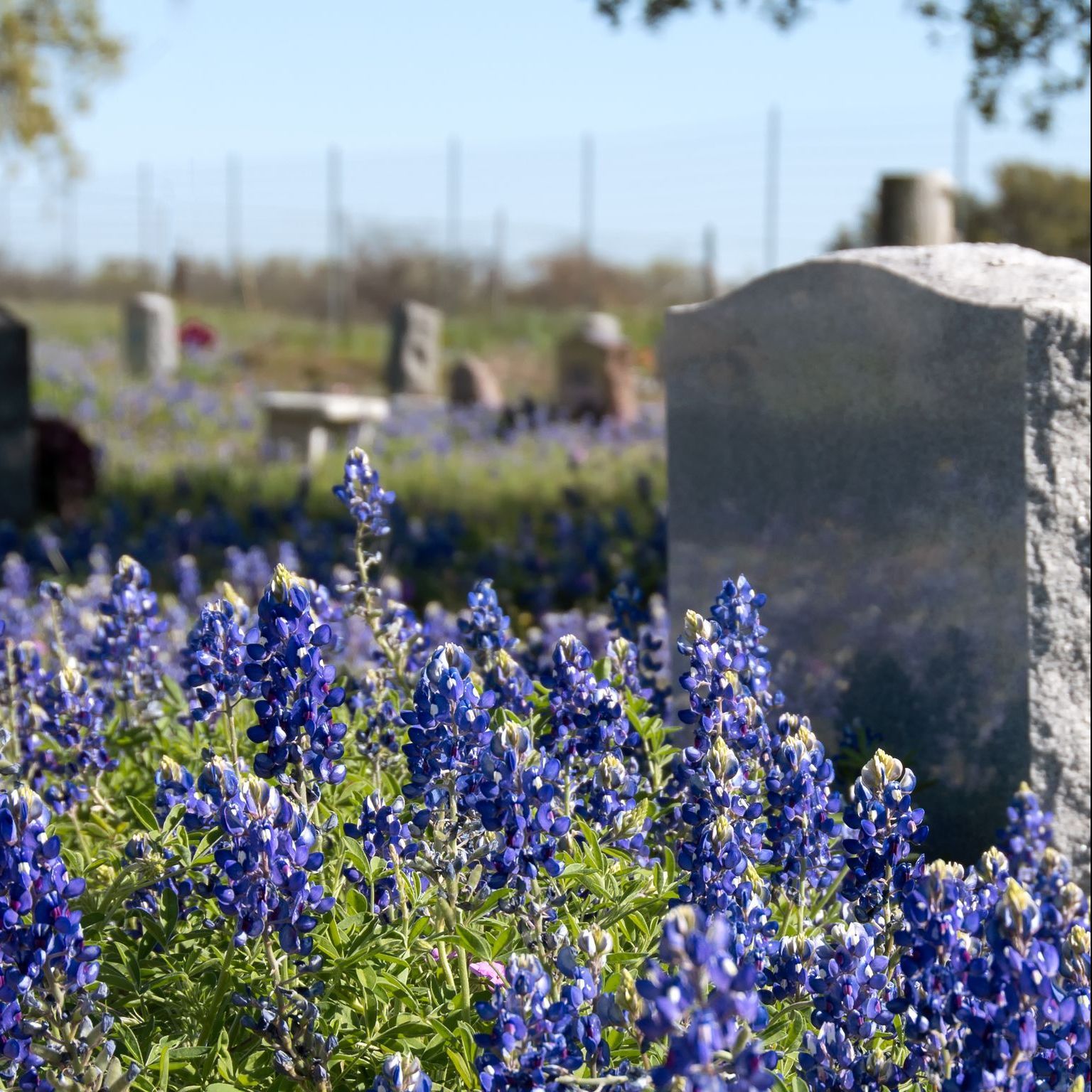 graveyard