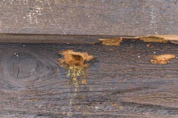 Carpenter Bee Taking Nectar – Blue Ridge, GA – Blue Ridge Mountain Termite and Pest Control 