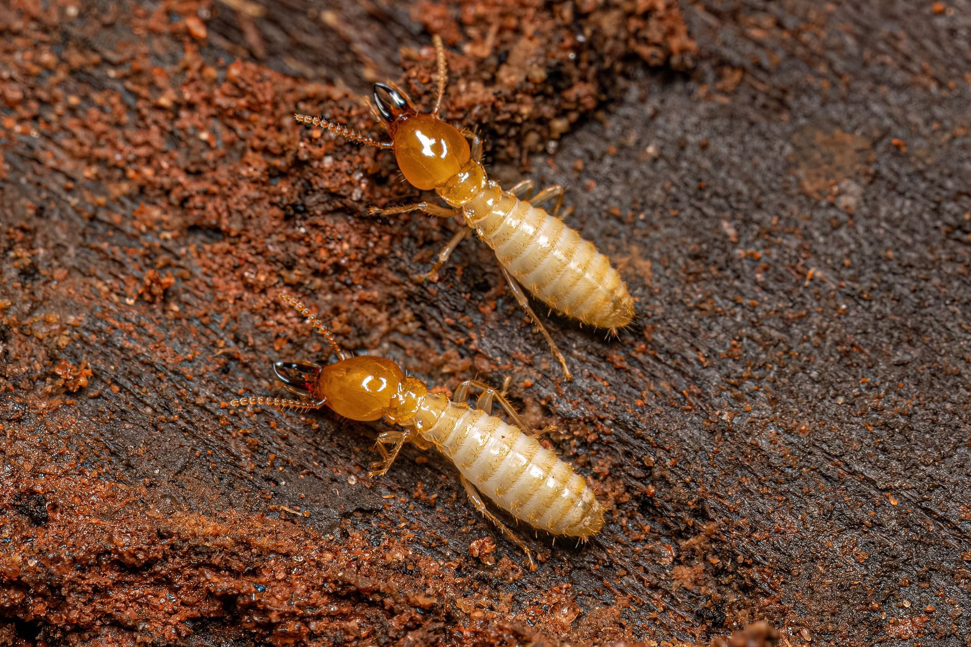Small Typical Termite Insect – Blue Ridge, GA – Blue Ridge Mountain Termite and Pest Control 
