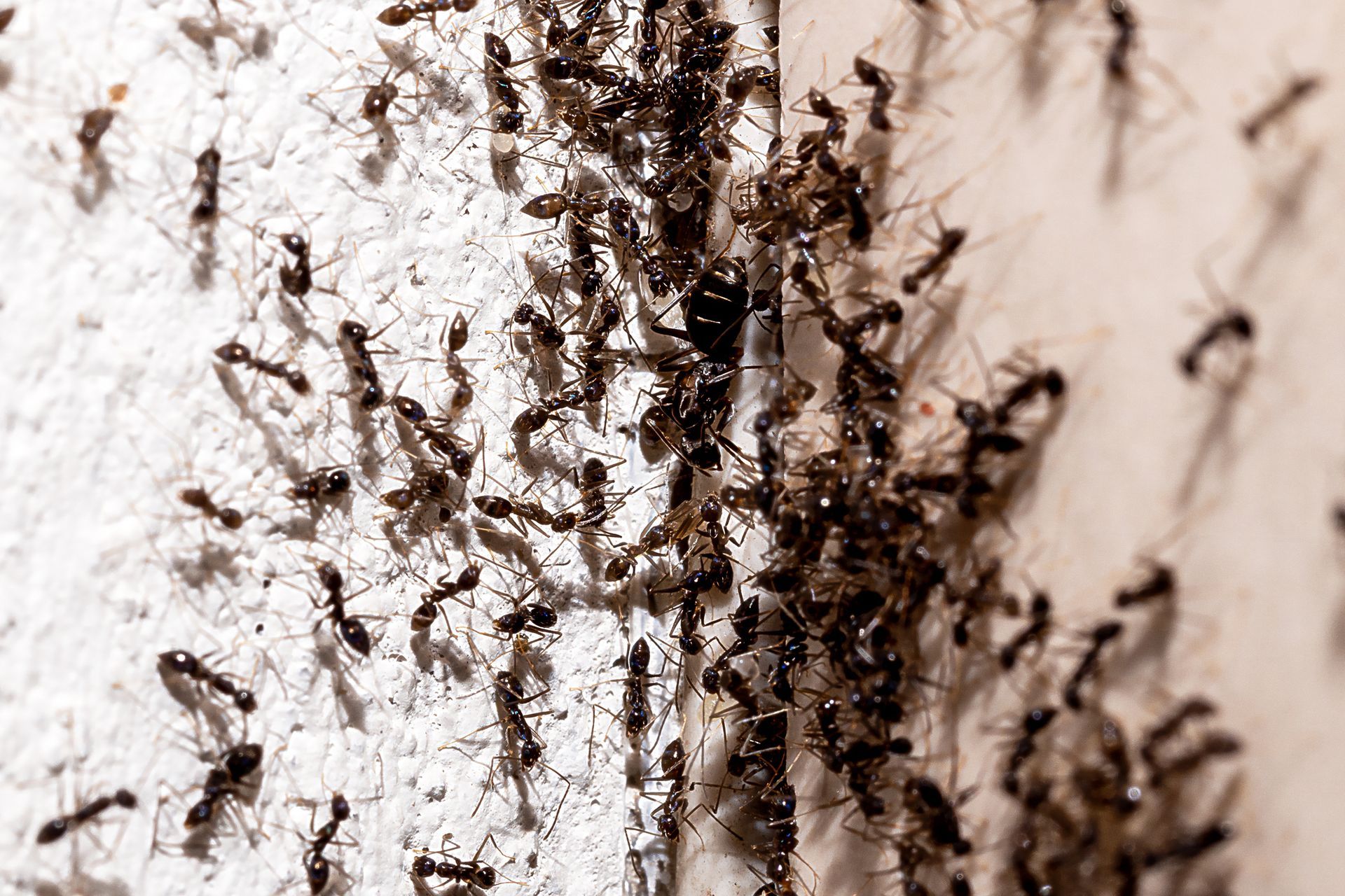 Ant Infestation – Blue Ridge, GA – Blue Ridge Mountain Termite and Pest Control 
