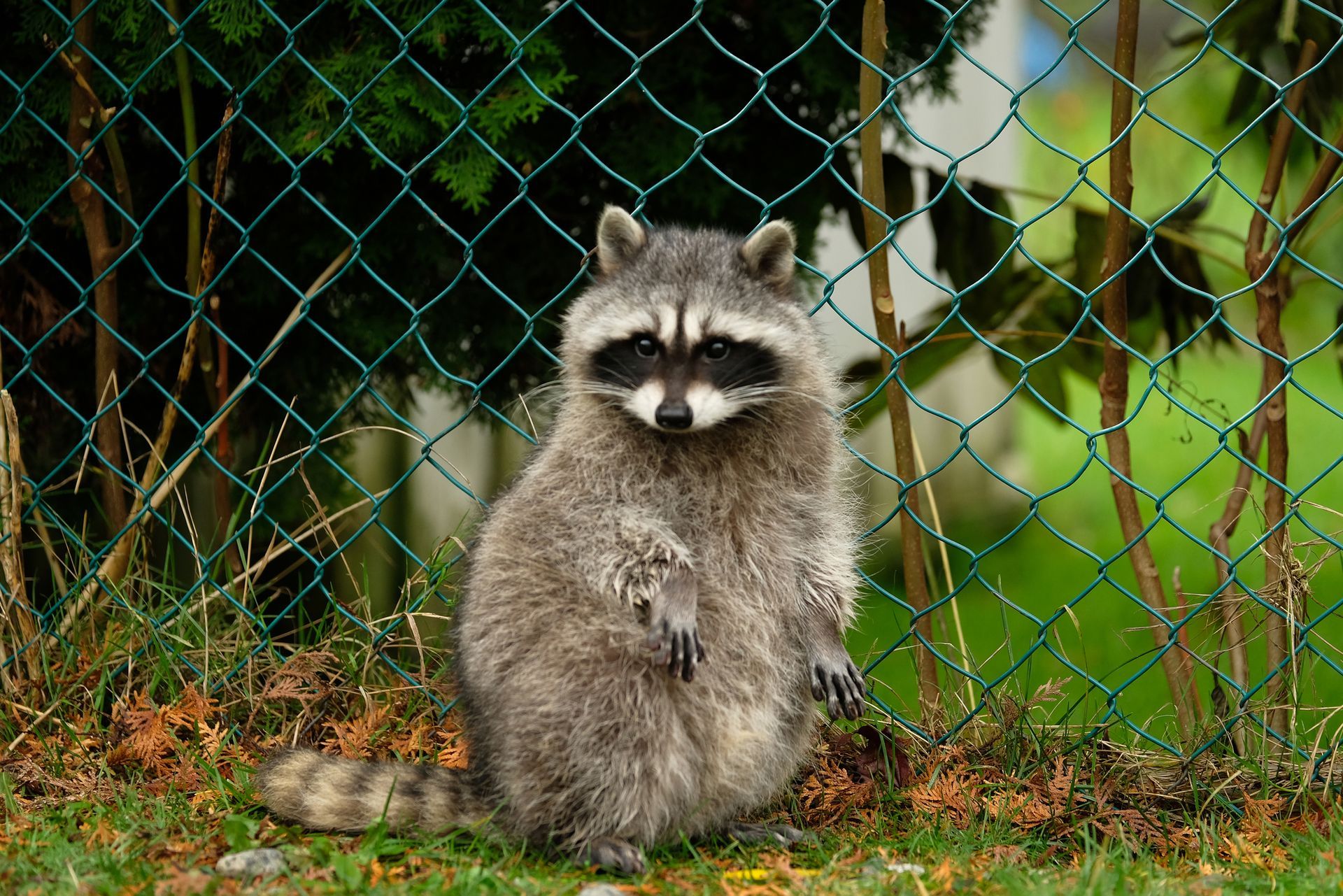 Raccoon in Backyard – Blue Ridge, GA – Blue Ridge Mountain Termite and Pest Control 