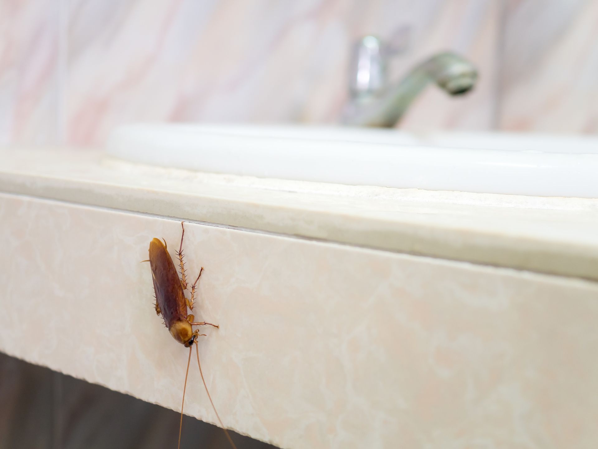 Cockroach in House – Blue Ridge, GA – Blue Ridge Mountain Termite and Pest Control 