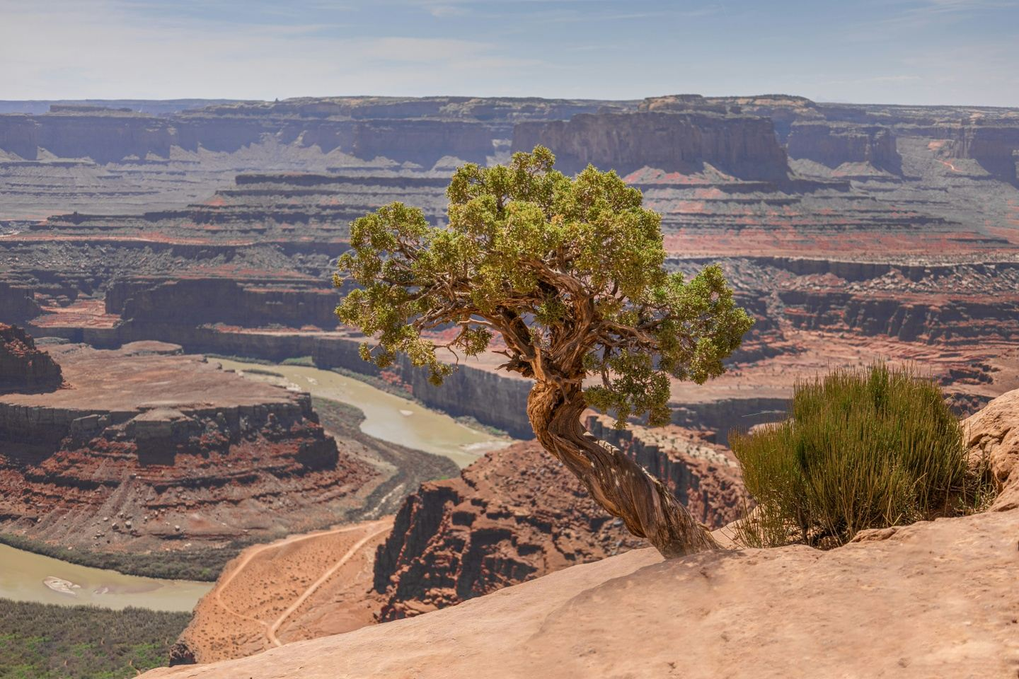 Juniper tree clings to cliffside overlooking canyon and river.