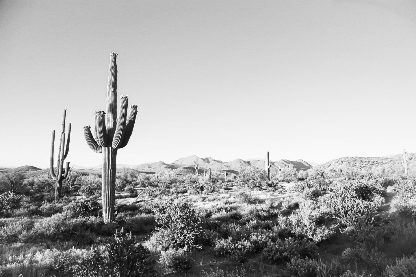 Black and white desert landscape with large cacti and low shrubs, mountains in the distance.