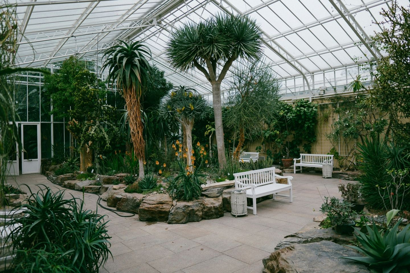 Interior of a greenhouse with stone paths, benches, and a variety of trees and plants under a glass roof.