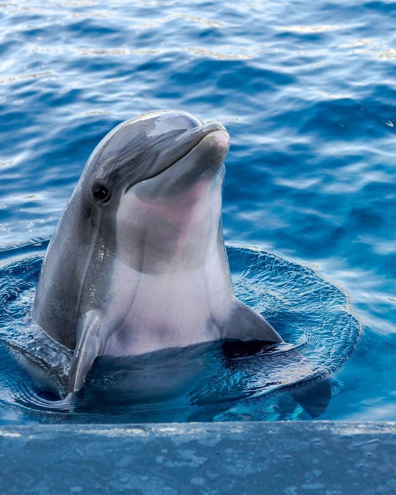 Dolphin surfacing in blue water, smiling, with a gray body and white belly.