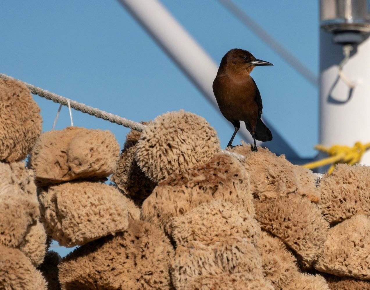 Brown bird perched on natural sponges near a white pole. Blue sky in background.