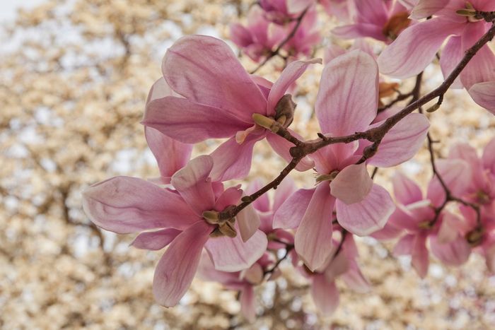 Pink magnolia blossoms on branches with a soft, blurred background