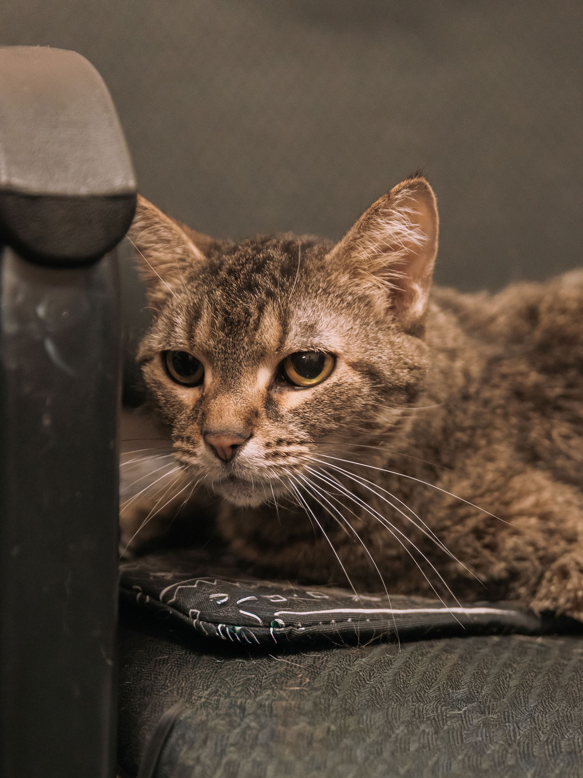 Tabby cat sitting on a red blanket beside a black chair, staring at the camera