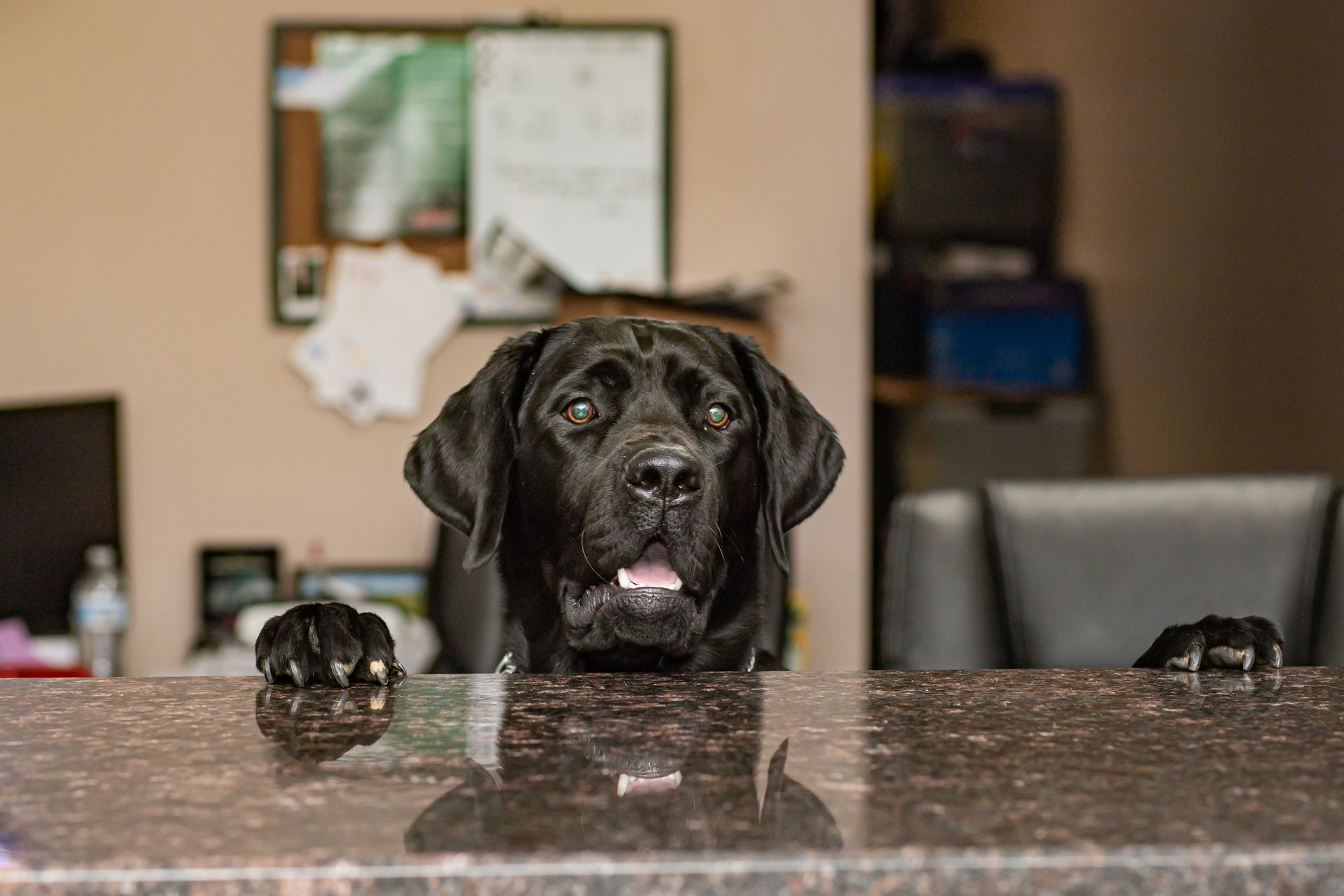 Black dog peeks over a kitchen counter, paws on the granite, looking toward the camera.