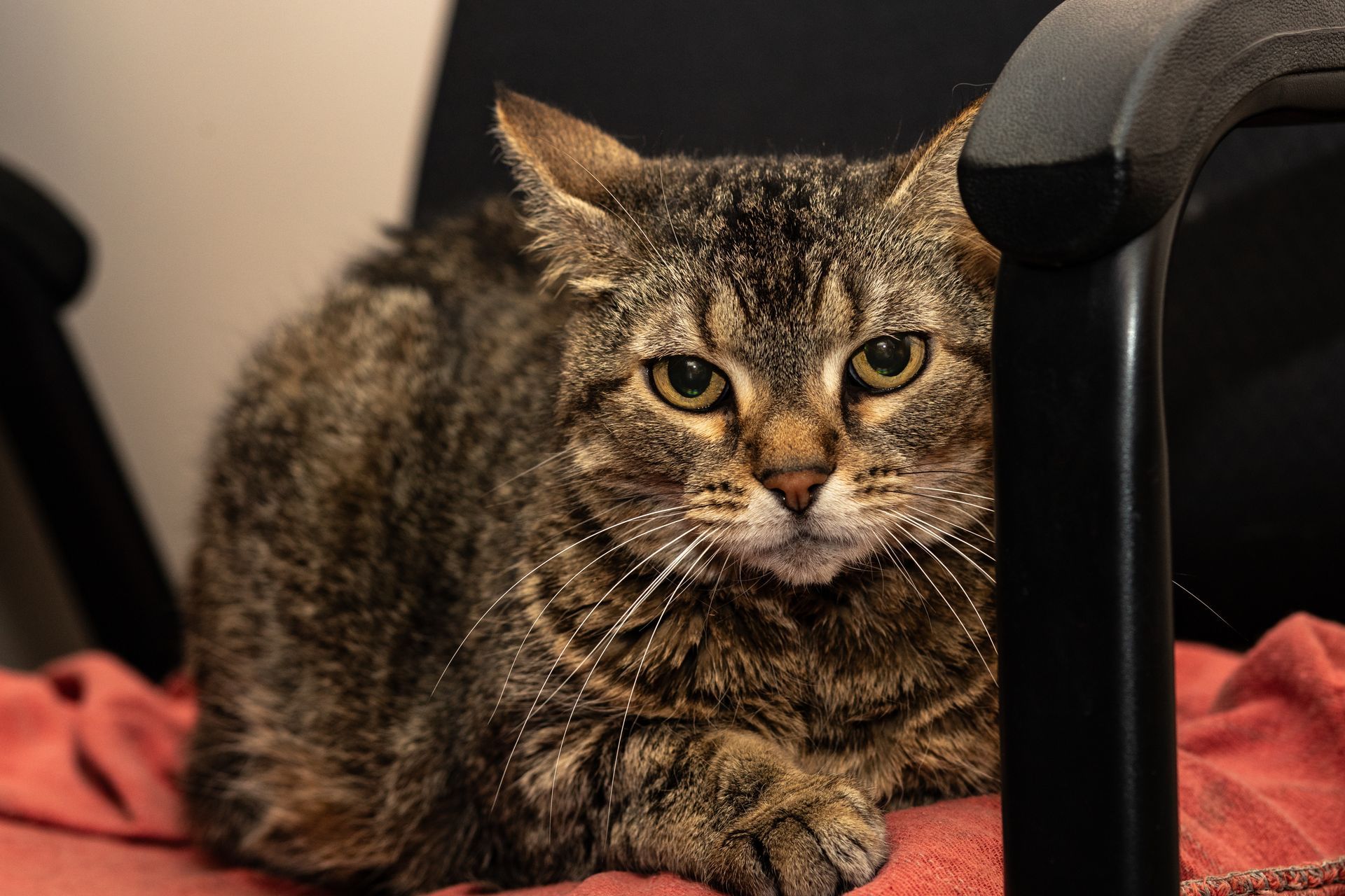 Tabby cat sitting on a red blanket beside a black chair, staring at the camera
