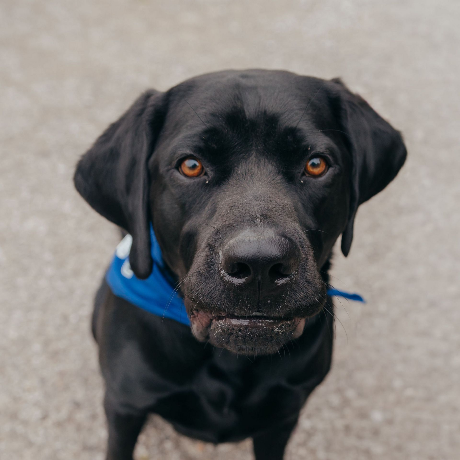 Black Labrador wearing a blue bandana, looking at the camera