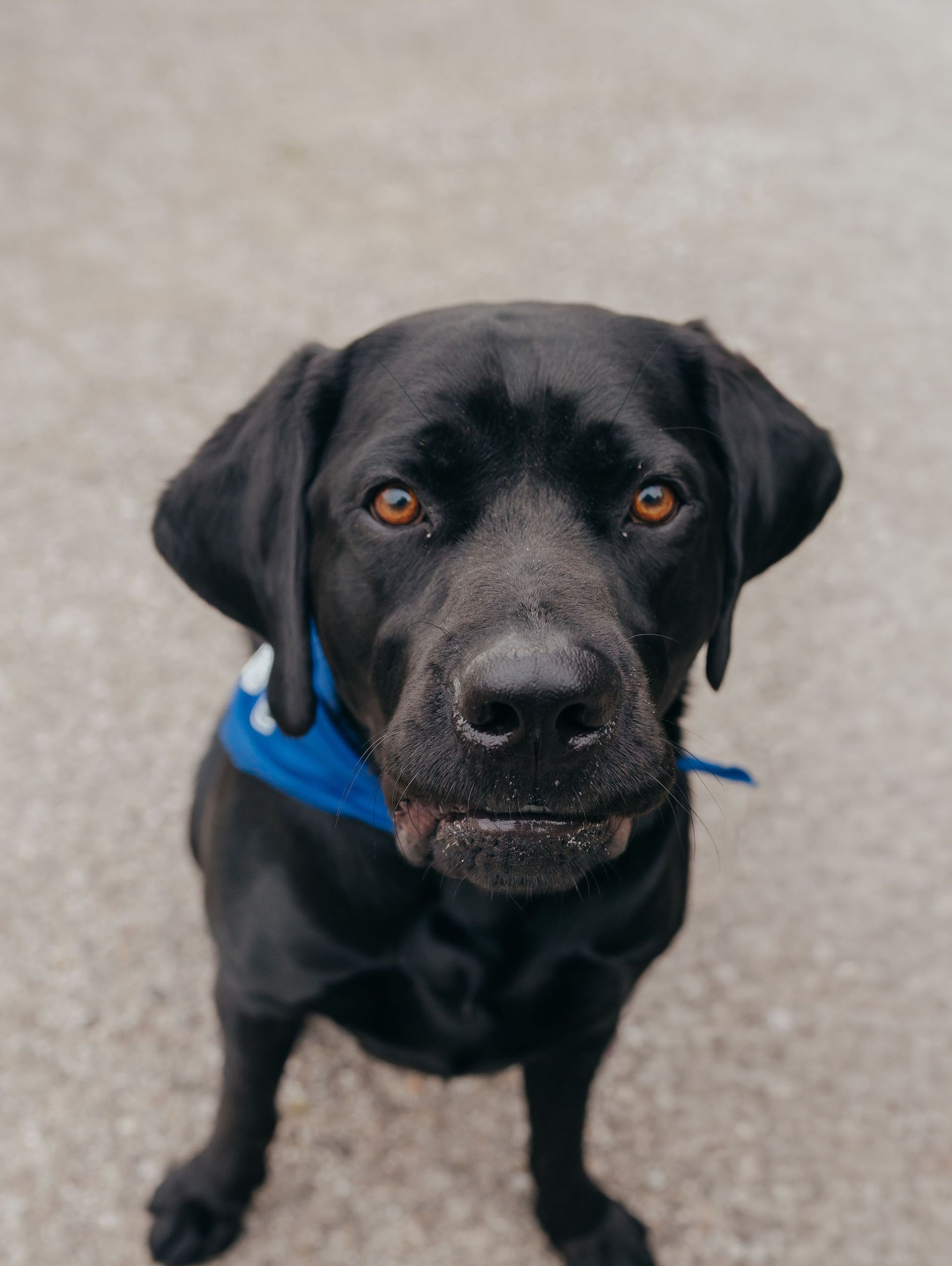 Black dog peeks over a kitchen counter, paws on the granite, looking toward the camera.
