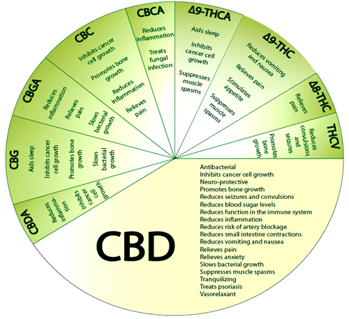 Circular Diagram Shows The Benefits Of CBD
