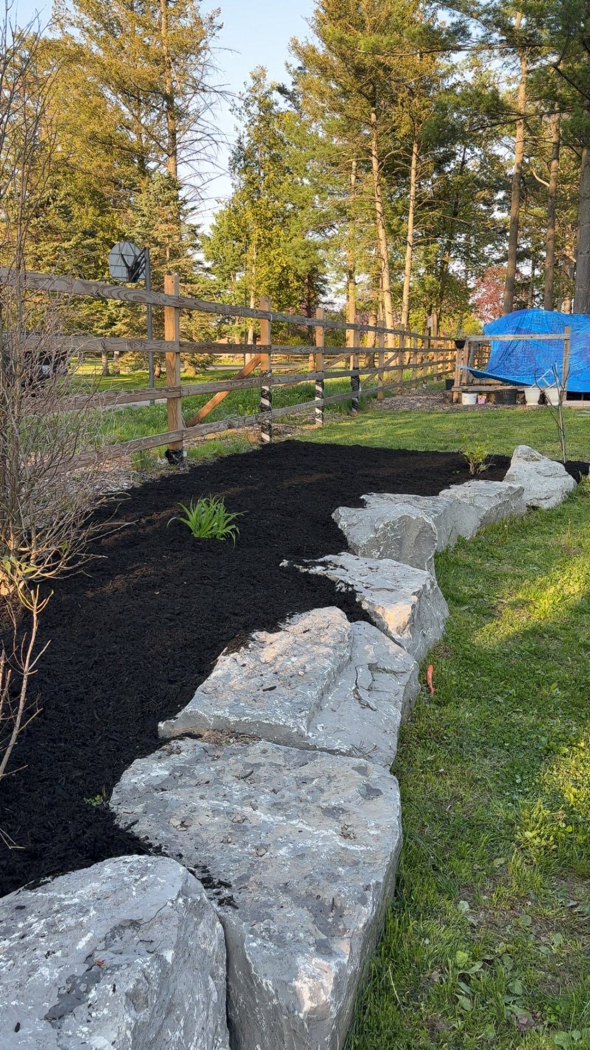 Stone wall borders a garden bed filled with black mulch, green grass, and trees in the background.