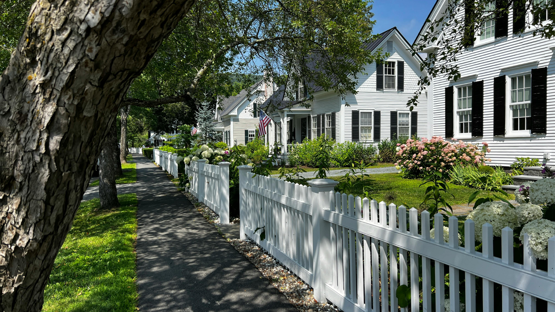 Tree-lined sidewalk beside white picket fences and white houses in a sunny neighborhood