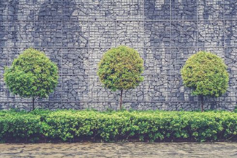 Trees and hedge