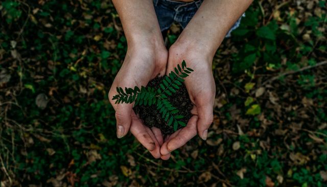 Planting a tree