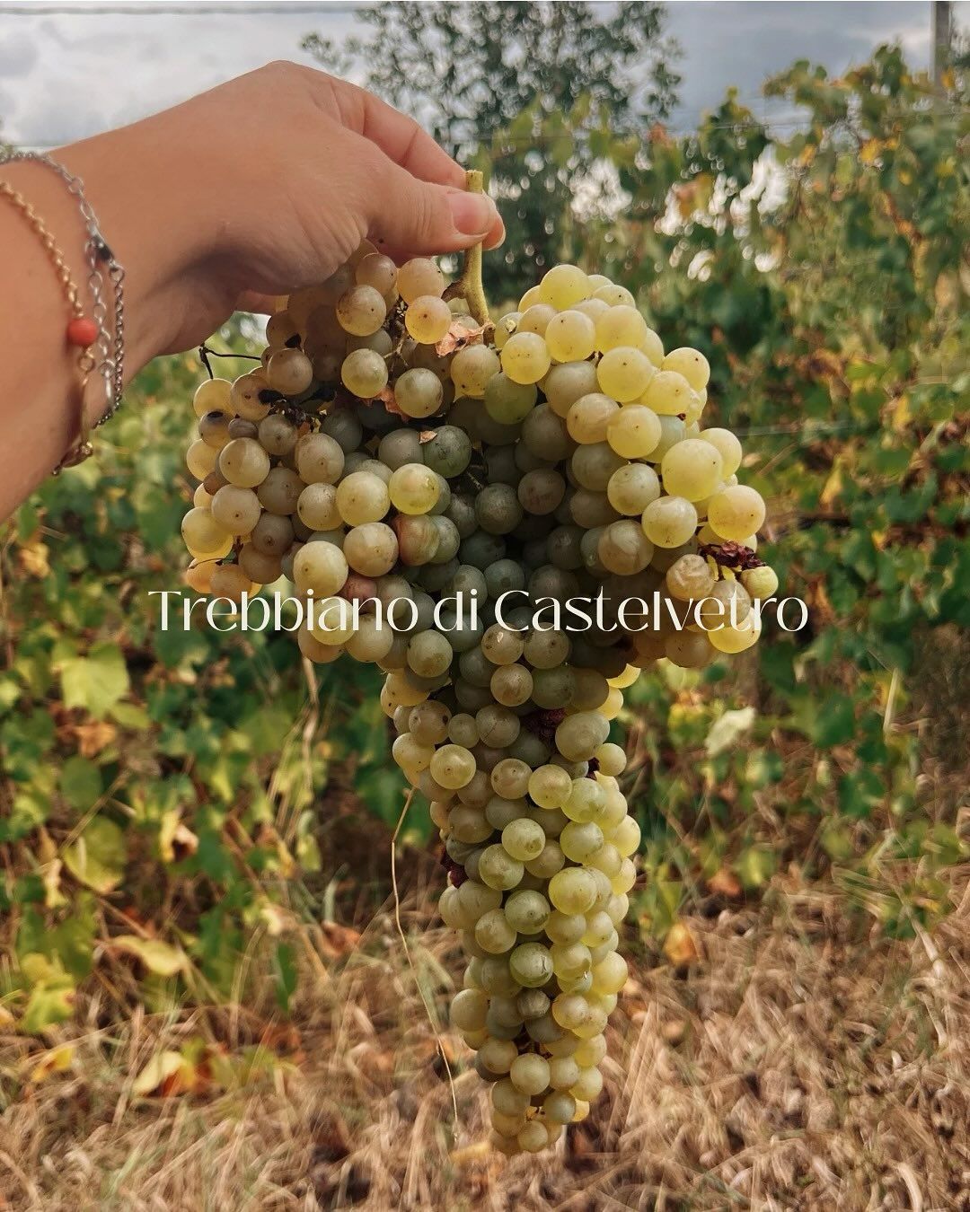 Azienda Agricola Casone di Sotto, piatti cucina emiliana, maranello, cucina locale, produzione vini