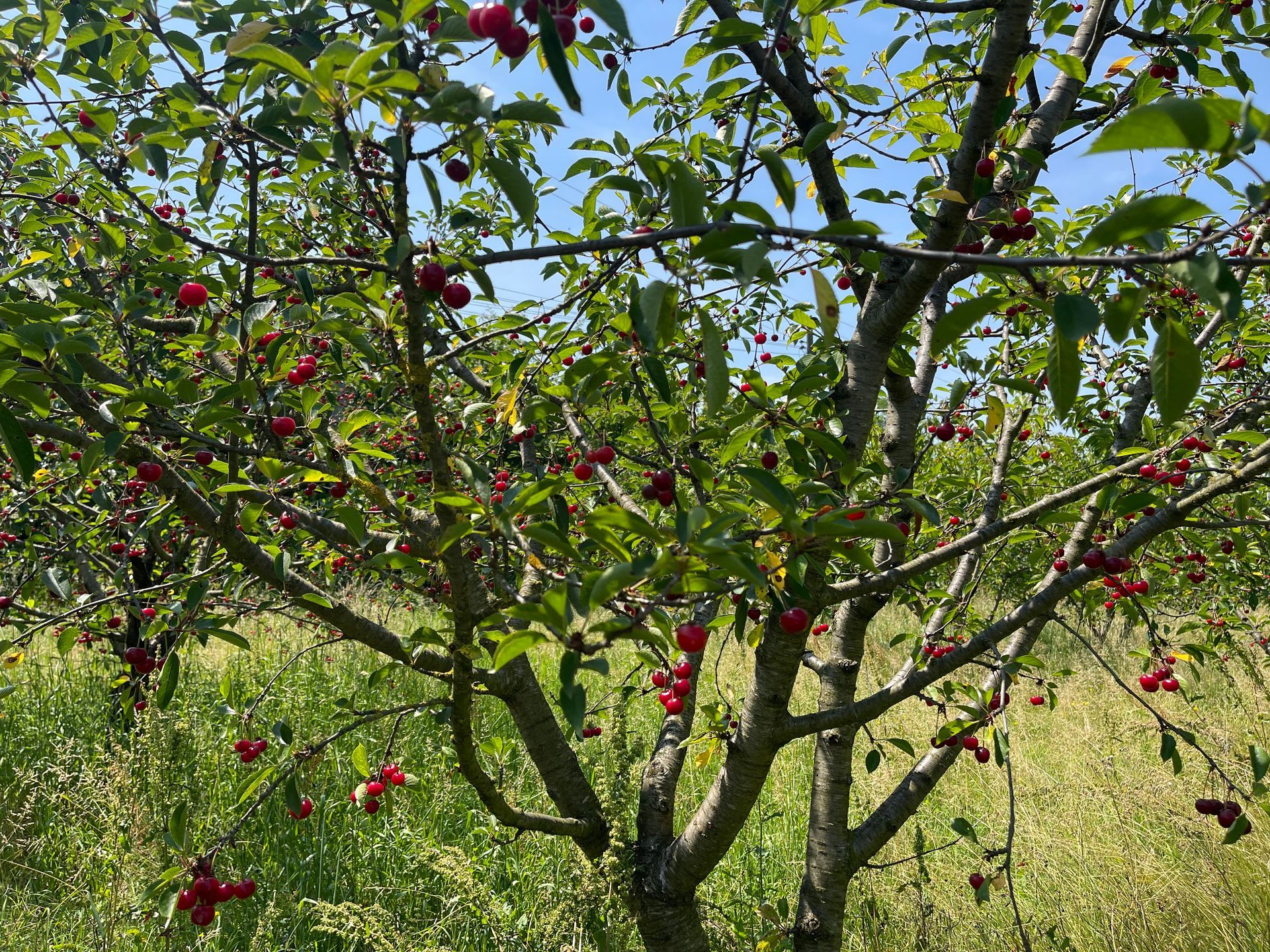 Azienda Agricola Casone di Sotto, maranello, ciliege propria produzione