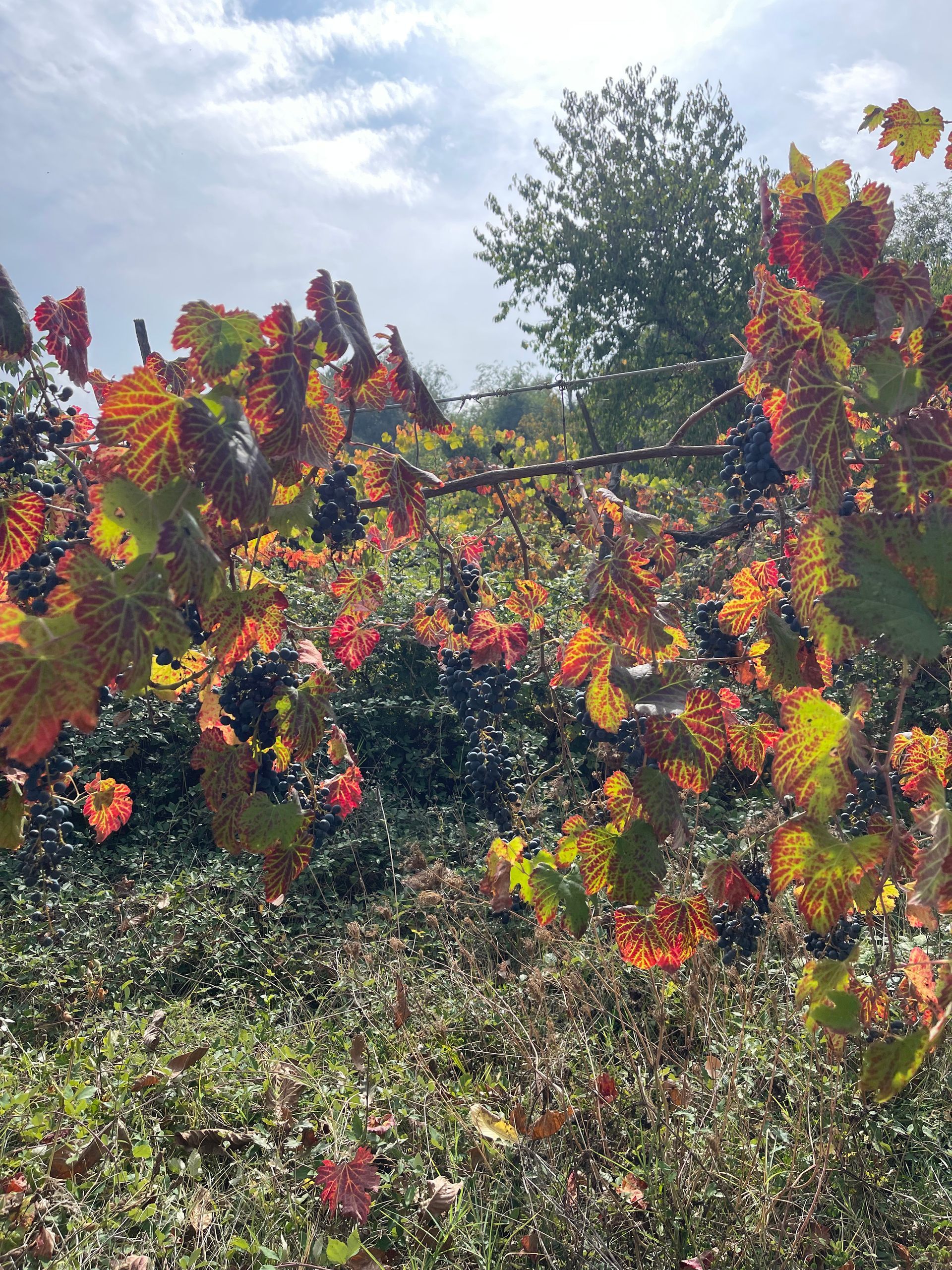 Azienda Agricola Casone di Sotto, maranello, uva propria produzione